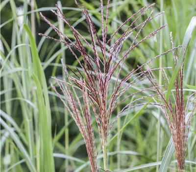 Miscanthus sinensis 'Malepartus'