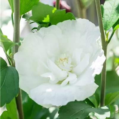Hibiscus syriacus 'White Chiffon' -R-