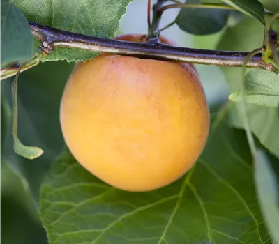 Prunus arm.'Orangered' CAC Prunus arm.'Orangered' CAC