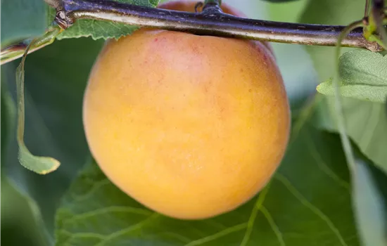 Prunus arm.'Hargrand' CAC