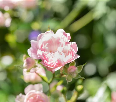 Rosa 'The Fairy' BDR