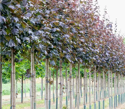 Acer platanoides 'Royal Red' Acer platanoides 'Royal Red'