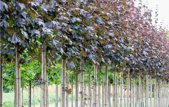Acer platanoides 'Royal Red'
