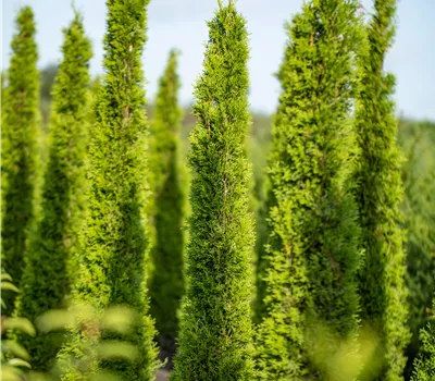 Cupressus sempervirens 'Totem' Cupressus sempervirens 'Totem'