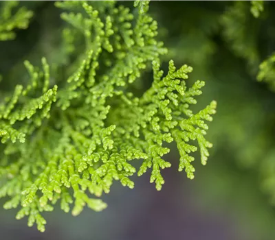 Chamaecyparis obtusa 'Nana Gracilis' Chamaecyparis obtusa 'Nana Gracilis'