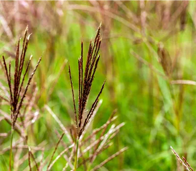 Miscanthus sinensis 'Red Chief'