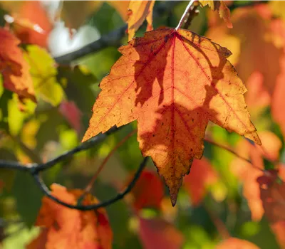 Acer rubrum 'Sun Valley'
