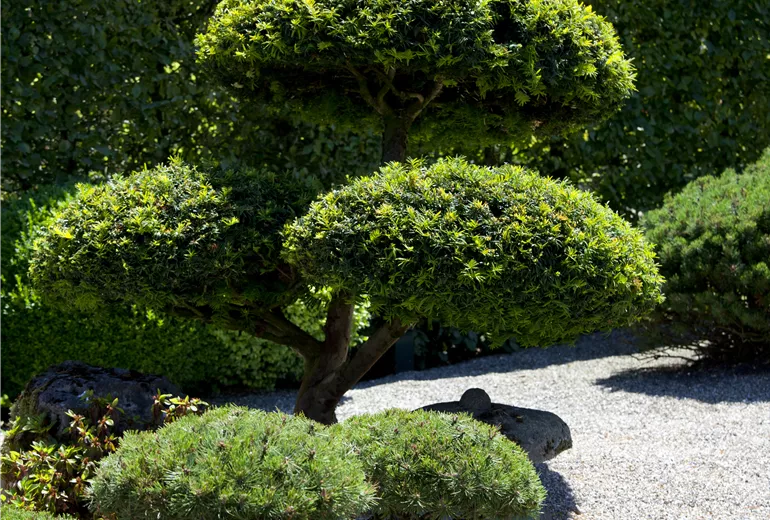 Pinus mugo, Taxus baccata