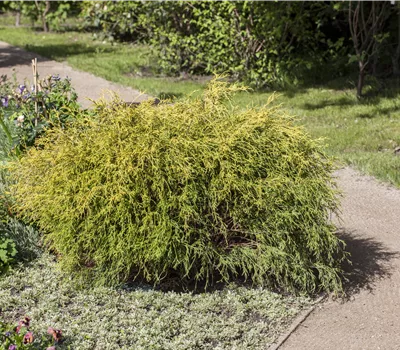 Chamaecyparis pis.'Filifera Aurea Nana' Chamaecyparis pis.'Filifera Aurea Nana'