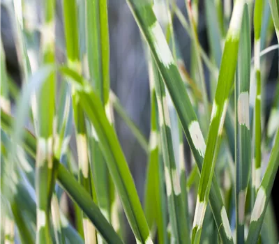Miscanthus sinensis 'Strictus'