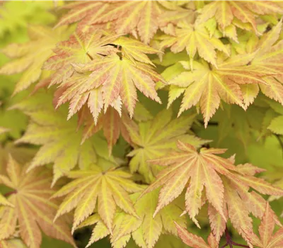 Acer shirasawanum 'Autumn Moon'