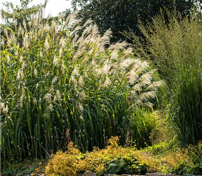 Miscanthus x giganteus 'Aksel Olsen'