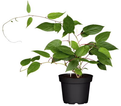 Actinidia arguta 'Ken's Red' Actinidia arguta 'Ken's Red'