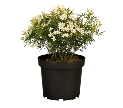 Choisya ternata 'White Dazzler'