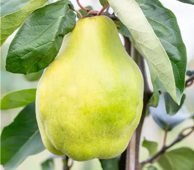 Cydonia 'Portugiesische' CAC