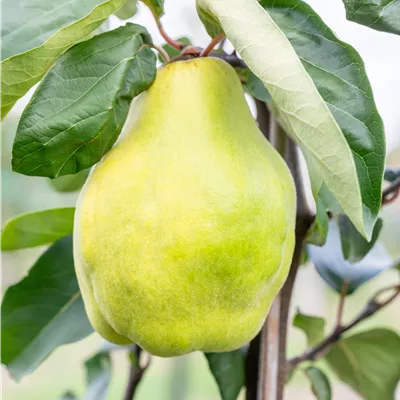 Cydonia 'Portugiesische' CAC