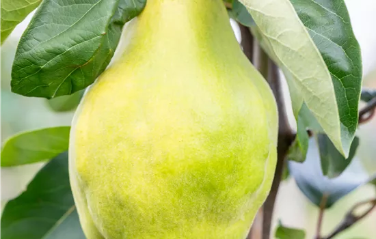 Cydonia 'Portugiesische' CAC