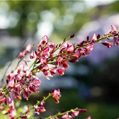 Cytisus praecox 'Hollandia'