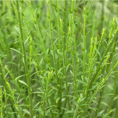 Cytisus scoparius 'Lena'