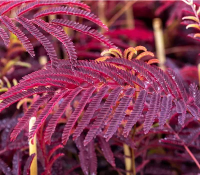 Albizia julibr.'Summer Chocolate' -S- Albizia julibr.'Summer Chocolate' -S-