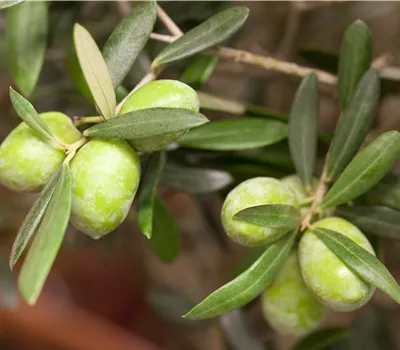 Olea europaea Olea europaea