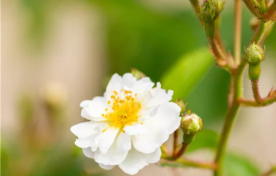 Rosa multiflora