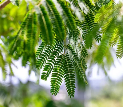 Albizia julibrissin 'Ombrella' Albizia julibrissin 'Ombrella'