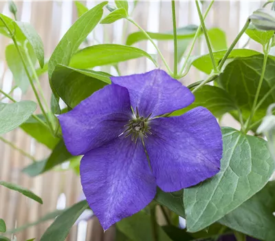 Clematis 'Jackmanii'