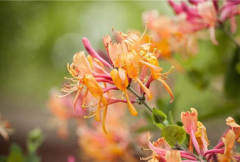 Lonicera