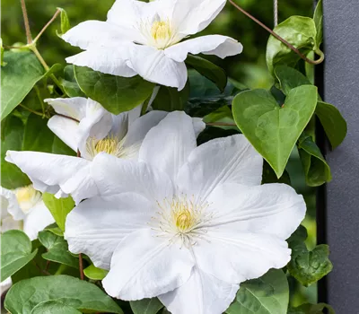 Clematis 'Madame Le Coultre'