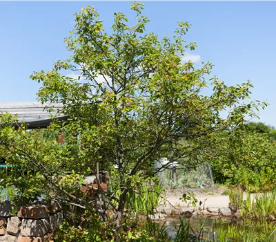 Amelanchier lamarckii