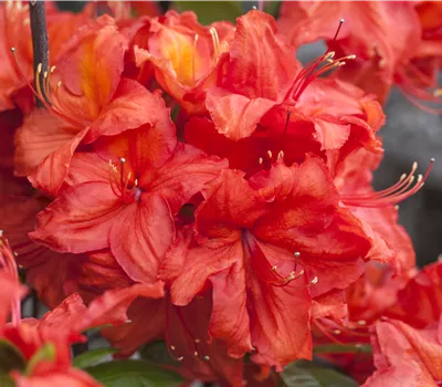 Rhododendron lut.'Feuerwerk'