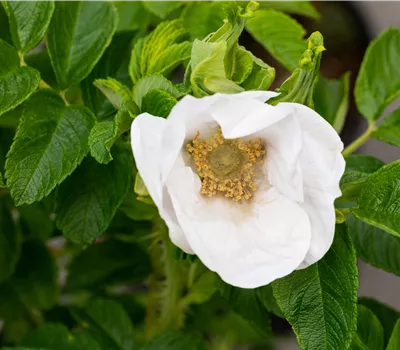 Rosa rugosa alba