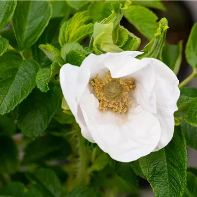 Rosa rugosa alba