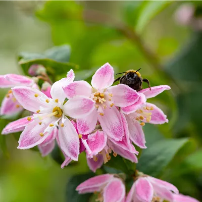 Deutzia hybrida 'Strawberry Fields'