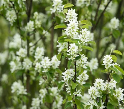 Amelanchier rotundifolia Amelanchier rotundifolia