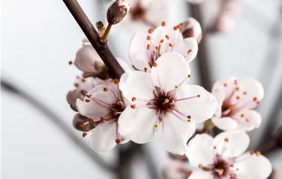 Prunus cistena