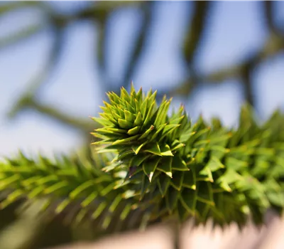 Araucaria araucana