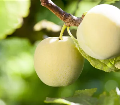 Prunus dom.'Aprimira' CAC