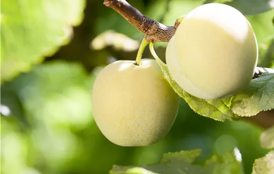 Prunus dom.'Aprimira' CAC
