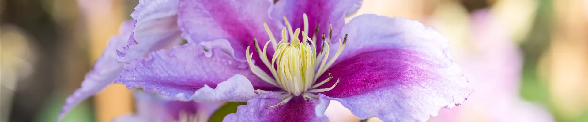 Clematis 'Piilu'