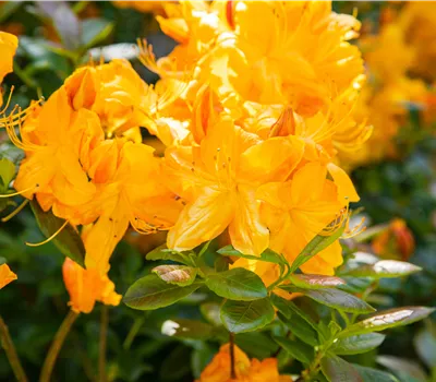 Rhododendron lut.'Klondyke'
