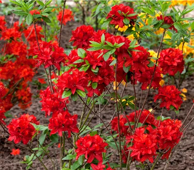 Rhododendron lut.'Nabucco'