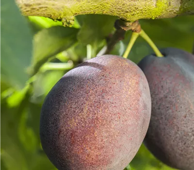 Prunus dom.'Haroma' -S- CAC