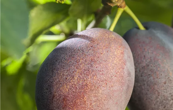 Prunus dom.'Haroma' -S- CAC