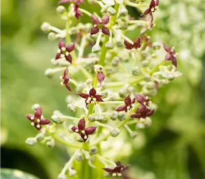 Aucuba japonica 'Crotonifolia' Aucuba japonica 'Crotonifolia'