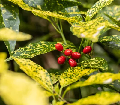 Aucuba japonica 'Variegata' Aucuba japonica 'Variegata'