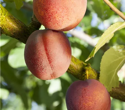 Prunus arm.'Bergeron' CAC