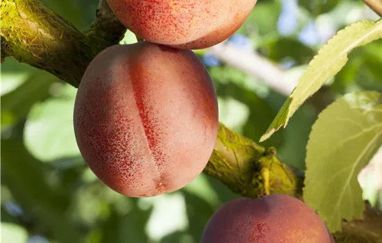 Prunus arm.'Bergeron' CAC