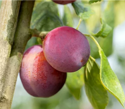 Prunus dom.'Königin Viktoria' CAC